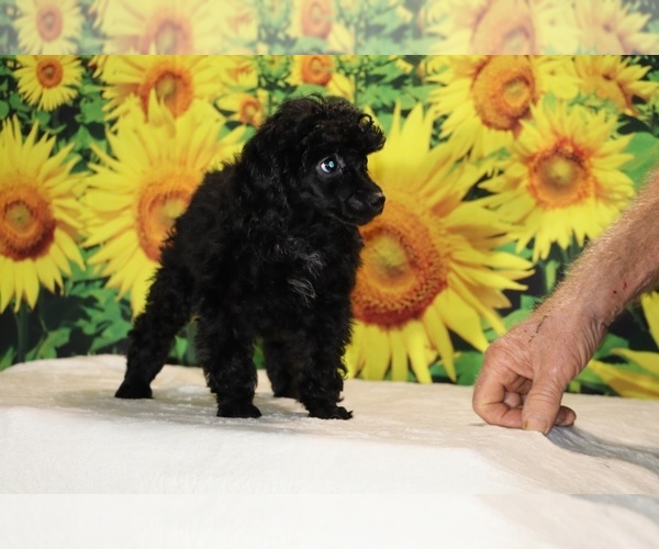 Medium Photo #34 Poodle (Toy) Puppy For Sale in DYERSBURG, TN, USA