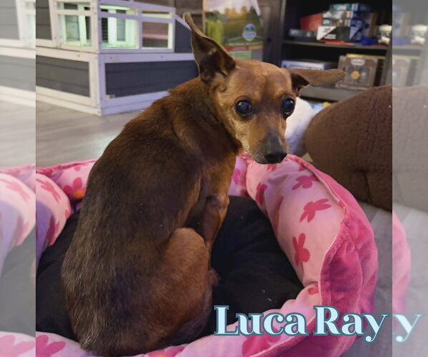 Medium Photo #12 Chiweenie Puppy For Sale in San Antonio, TX, USA