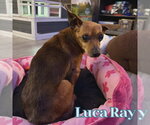 Small #11 Chiweenie