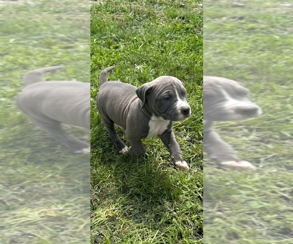 Medium Photo #1 American Staffordshire Terrier-Rhodesian Ridgeback Mix Puppy For Sale in BETHALTO, IL, USA