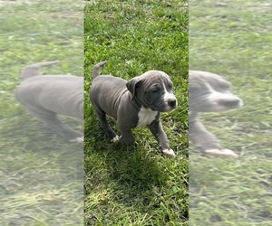 American Staffordshire Terrier-Rhodesian Ridgeback Mix Puppy for sale in BETHALTO, IL, USA