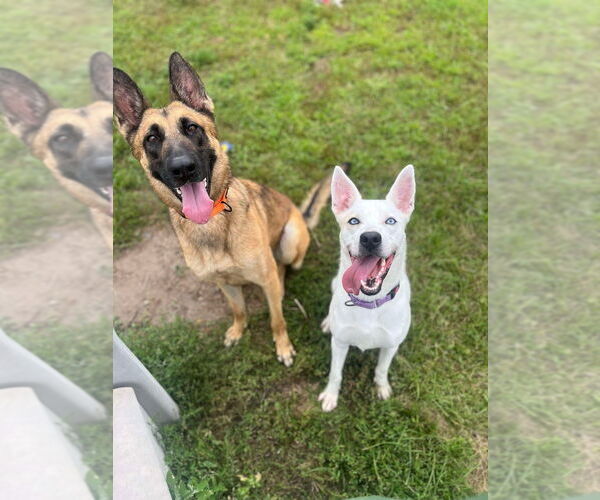 Medium Photo #2 German Shepherd Dog-Unknown Mix Puppy For Sale in Imlay City, MI, USA