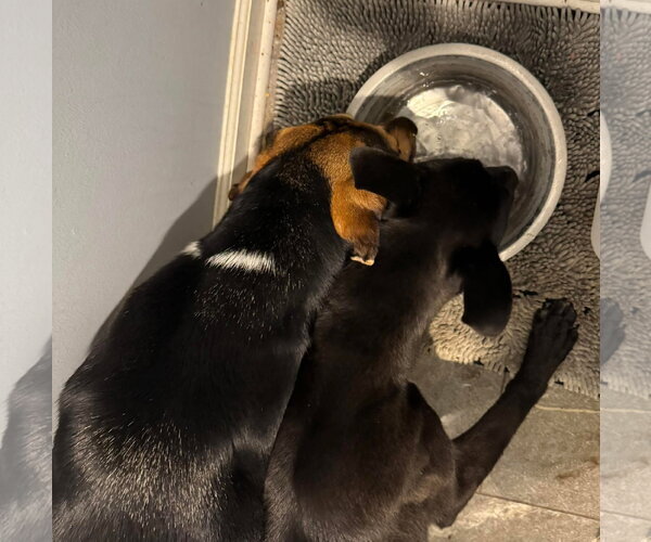 Medium Photo #4 Treeing Walker Coonhound-Unknown Mix Puppy For Sale in Germantown, OH, USA