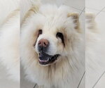 Small #2 Chow Chow