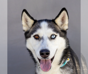 Siberian Husky Dogs for adoption in Pasadena, CA, USA