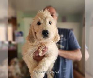 Goldendoodle Puppy for sale in BATH, NY, USA