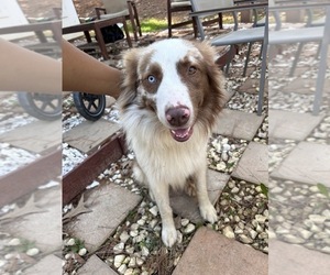 Father of the Australian Shepherd puppies born on 01/03/2026