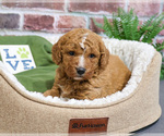 Image preview for Ad Listing. Nickname: Teddy