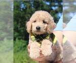 Small Photo #18 Goldendoodle Puppy For Sale in TIMBERLAKE, NC, USA