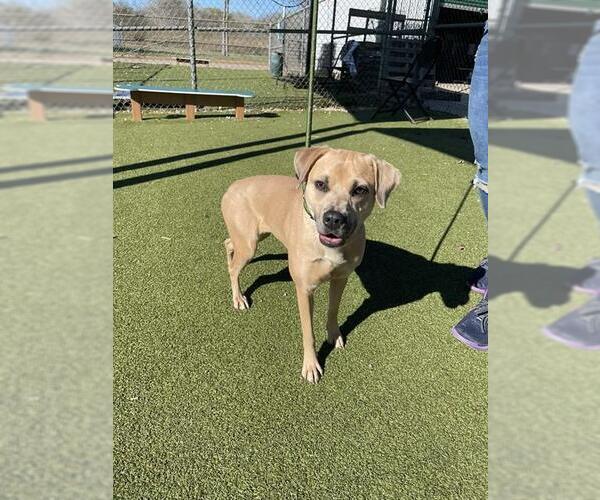 Medium Photo #1 Staffordshire Bull Terrier-Unknown Mix Puppy For Sale in Pasadena, TX, USA