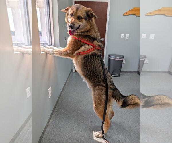 Medium Photo #3 German Shepherd Dog Puppy For Sale in Murfreesboro, NC, USA