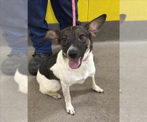 German Shepherd Dog-Unknown Mix Dogs for adoption in Forestville, MD, USA