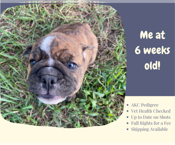 Medium Photo #2 English Bulldog Puppy For Sale in NEOSHO, MO, USA