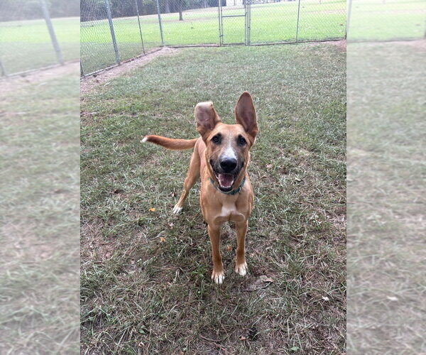 Medium Photo #1 German Shepherd Dog-Unknown Mix Puppy For Sale in Boston, MA, USA
