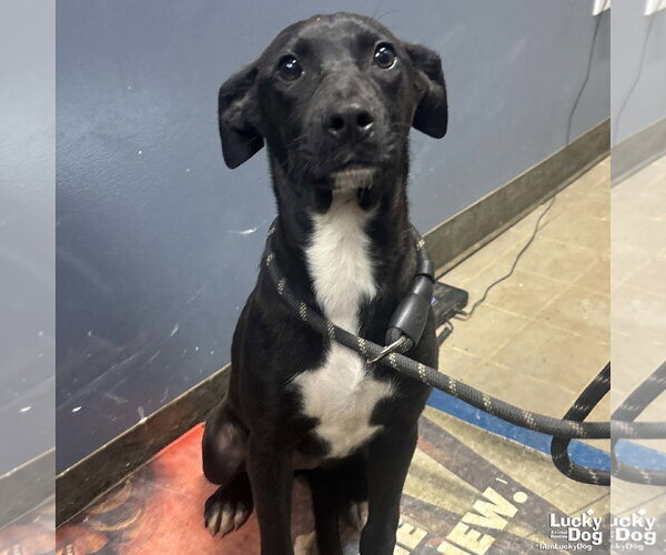 Medium Photo #3 Labrador Retriever-Retriever  Mix Puppy For Sale in Washington, DC, USA