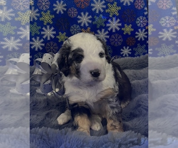 Medium Photo #21 Bernedoodle Puppy For Sale in CLEVELAND, TN, USA