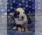 Small Photo #21 Bernedoodle Puppy For Sale in CLEVELAND, TN, USA