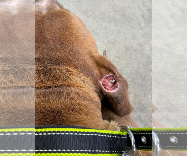 Medium Photo #5 Bulldog-Unknown Mix Puppy For Sale in Tarrytown, GA, USA