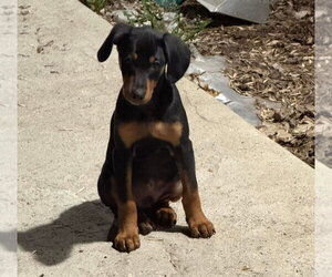 Doberman Pinscher-Unknown Mix Dogs for adoption in Buffalo, MN, USA
