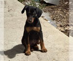 Small Photo #1 Doberman Pinscher-Unknown Mix Puppy For Sale in Buffalo, MN, USA