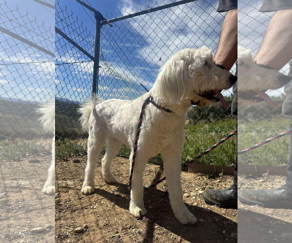 Medium Photo #3 Mutt Puppy For Sale in San Diego, CA, USA