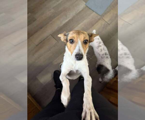 Medium Photo #4 Jack Russell Terrier-Unknown Mix Puppy For Sale in Westwood, NJ, USA