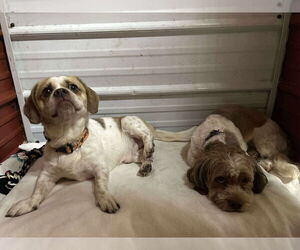 Cock-A-Tzu Dogs for adoption in Benton, PA, USA