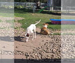 Small Photo #2 Australian Shepherd-Unknown Mix Puppy For Sale in New London, WI, USA
