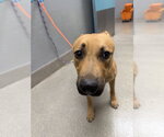 Small German Shepherd Dog Mix