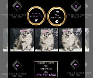 Pomeranian Puppy for sale in WARSAW, IN, USA