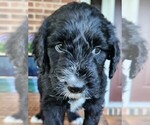 Small #5 Aussiedoodle