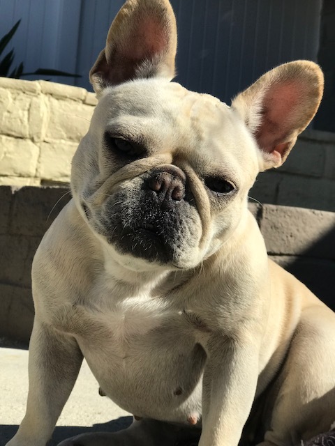 Medium Photo #1 French Bulldog Puppy For Sale in CITY INDUSTRY, CA, USA