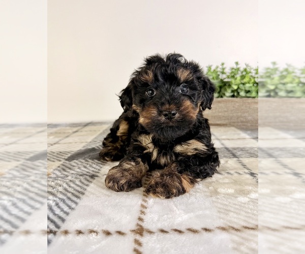 Medium Photo #4 Yorkipoo Puppy For Sale in GREENFIELD, IN, USA