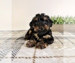 Small #3 Yorkipoo
