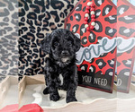 Small Photo #10 Bernedoodle (Miniature) Puppy For Sale in SPARTA, MO, USA