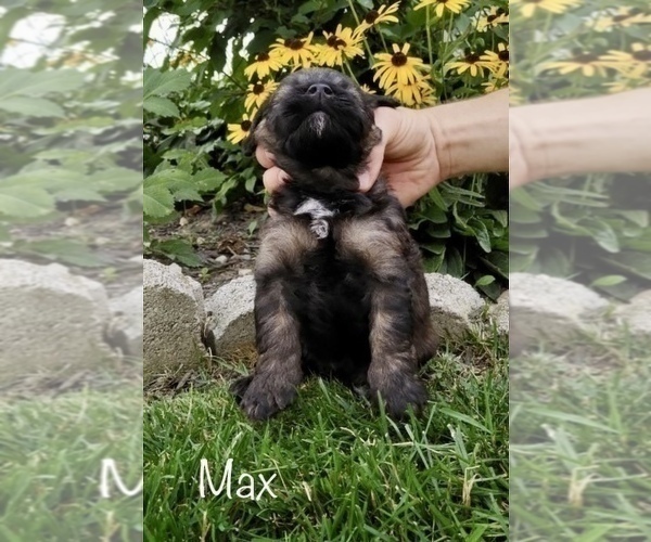 Medium Photo #6 Miniature Labradoodle Puppy For Sale in CLARE, MI, USA