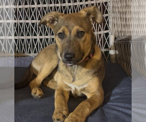 Medium Photo #1 Mutt Puppy For Sale in Brooklyn Center, MN, USA