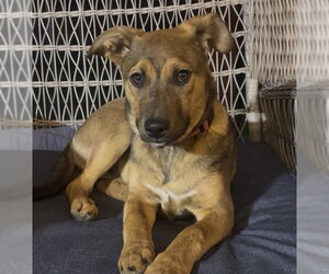 Mutt Dogs for adoption in Brooklyn Center, MN, USA