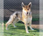 Small Photo #3 German Shepherd Dog Puppy For Sale in San Diego, CA, USA