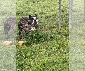 Mother of the American Bully puppies born on 09/30/2023