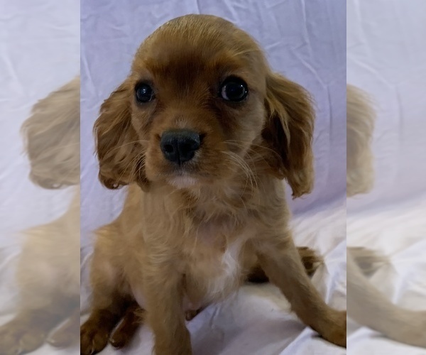 Medium Photo #6 Cavalier King Charles Spaniel Puppy For Sale in FOLSOM, CA, USA