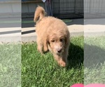 Small Photo #27 English Cream Golden Retriever-Poodle (Standard) Mix Puppy For Sale in DEARBORN, MO, USA