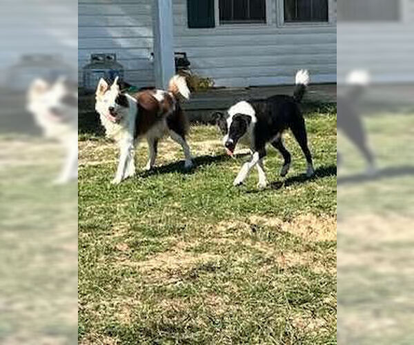 Medium Photo #4 Australian Shepherd-Unknown Mix Puppy For Sale in Westwood, NJ, USA
