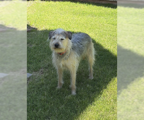 Medium Photo #4 Mutt Puppy For Sale in McKinney, TX, USA