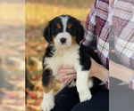 Puppy Puppy 1 Bernese Mountain Dog-Brittany Mix