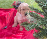 Small Photo #5 Golden Retriever Puppy For Sale in MOORESVILLE, NC, USA
