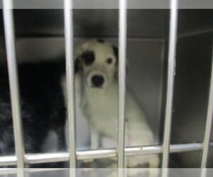 Border Collie-Unknown Mix Dogs for adoption in Oklahoma City, OK, USA