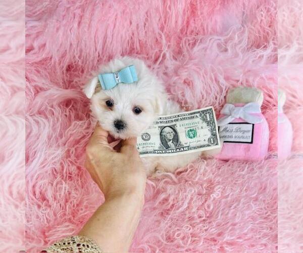 Medium Photo #16 Maltese Puppy For Sale in THONOTOSASSA, FL, USA