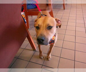 Black Mouth Cur Dogs for adoption in Ocala, FL, USA