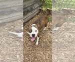 Small #2 Mutt